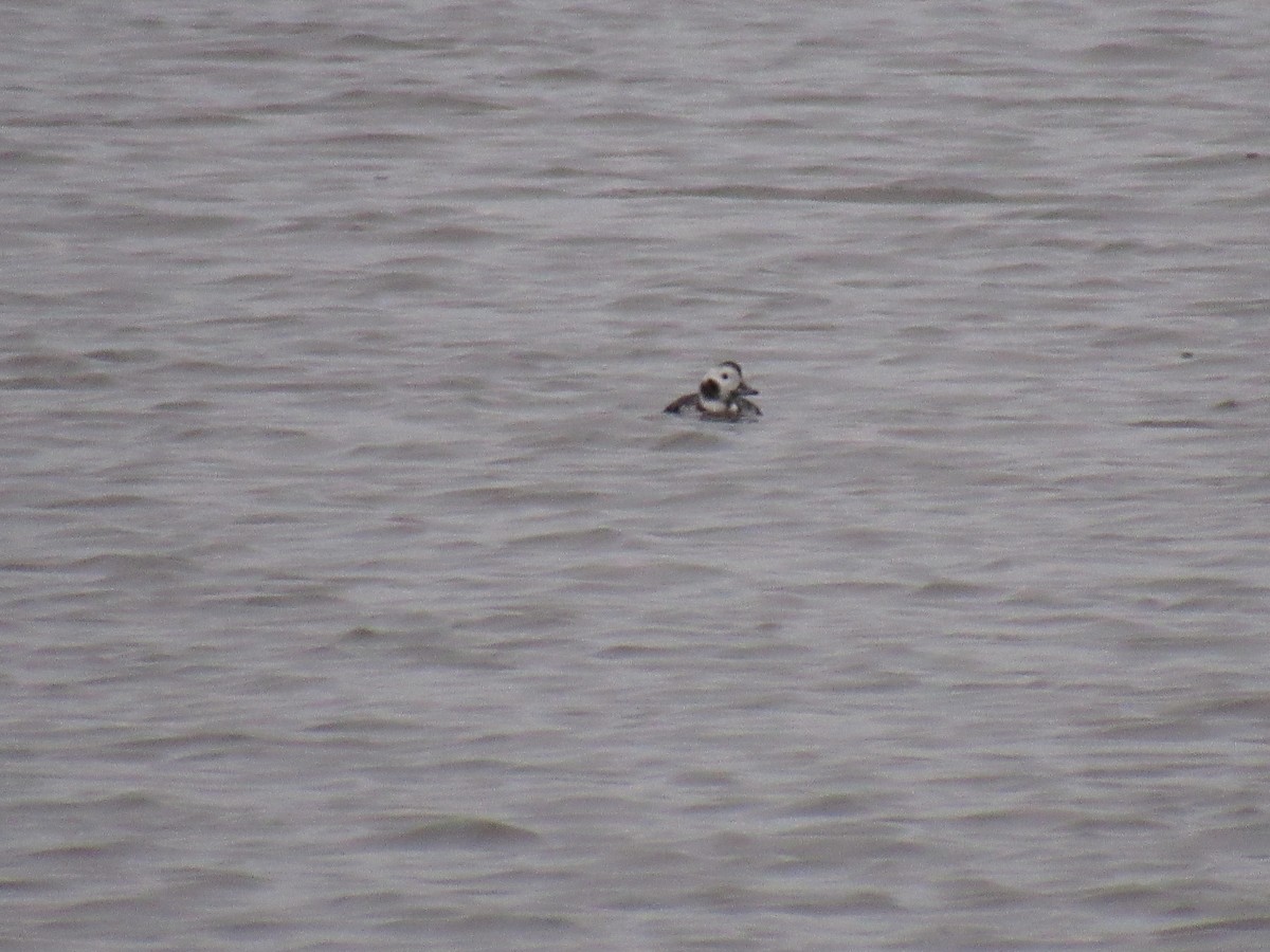 Long-tailed Duck - ML123420751
