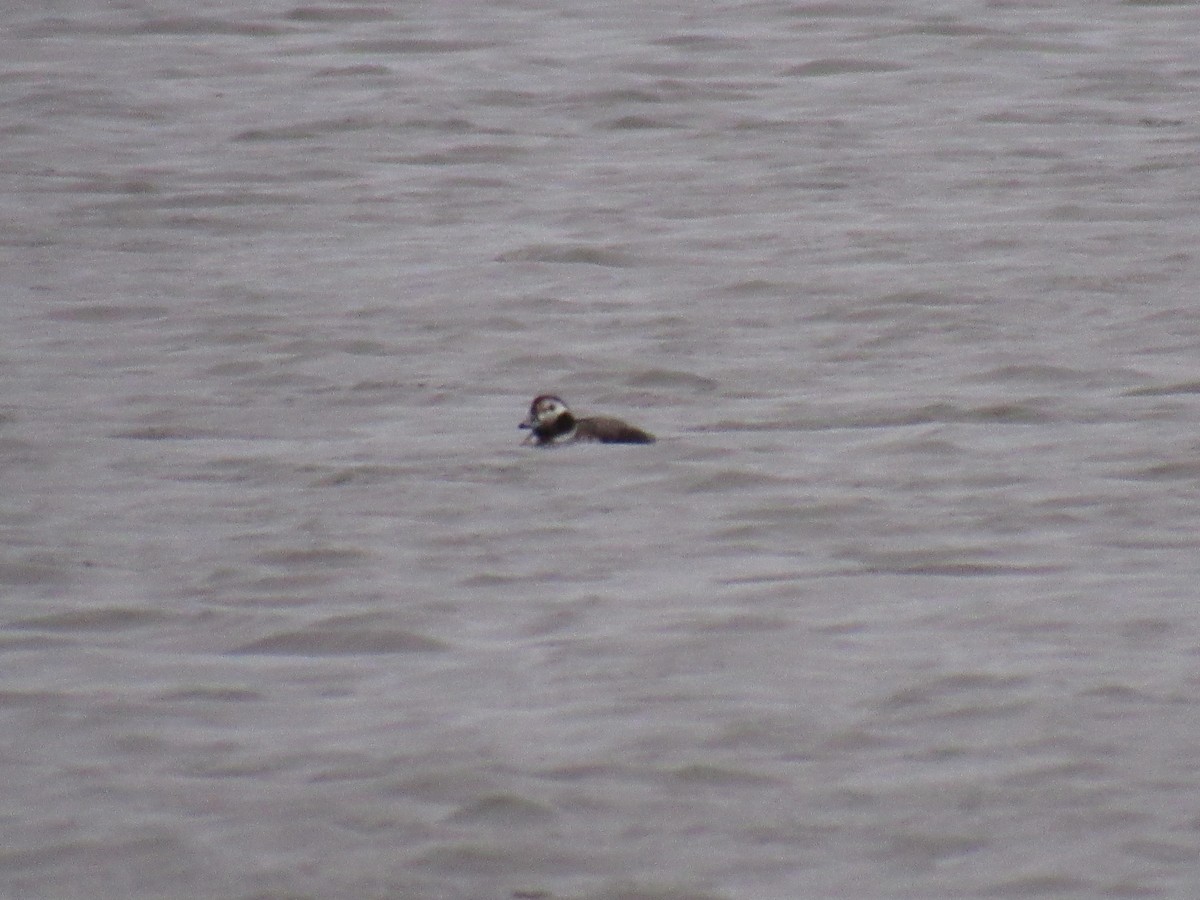 Long-tailed Duck - ML123420791