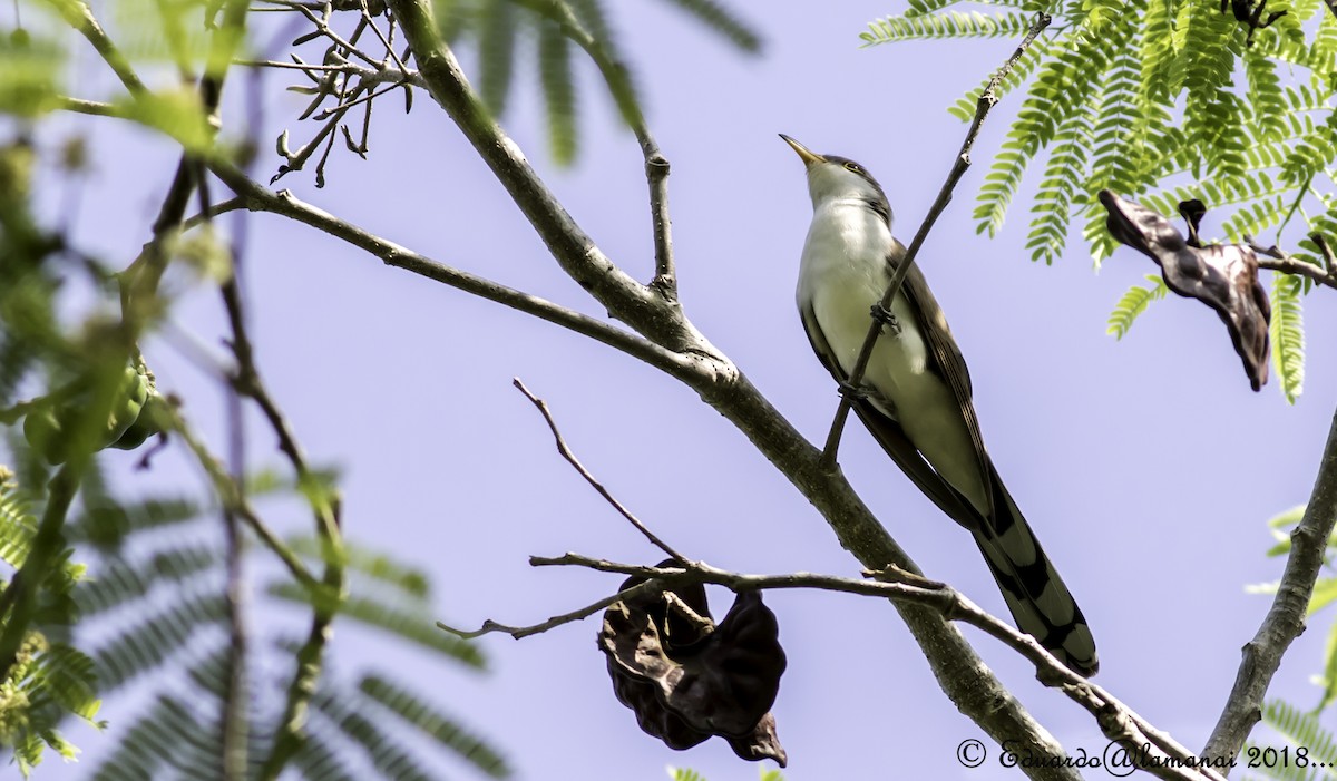 Yellow-billed Cuckoo - ML123420801