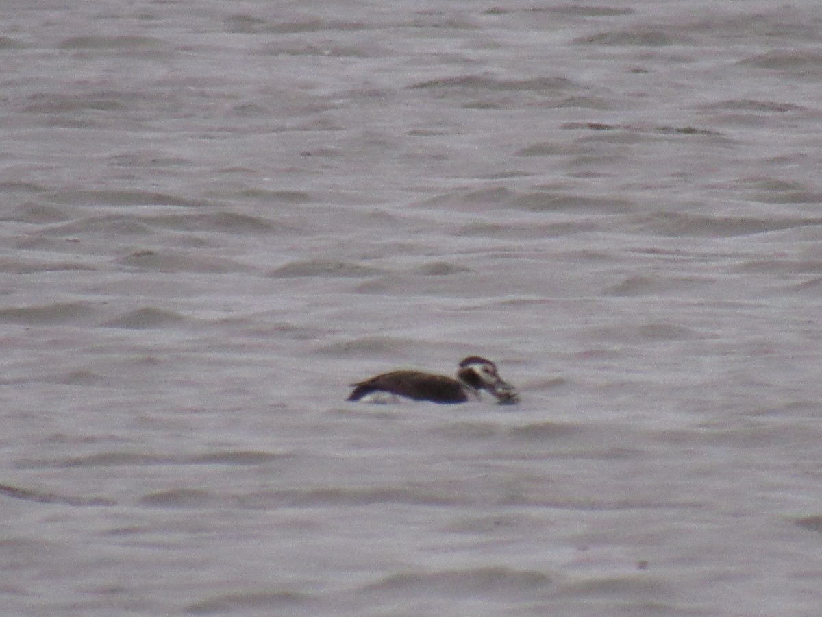 Long-tailed Duck - ML123420811
