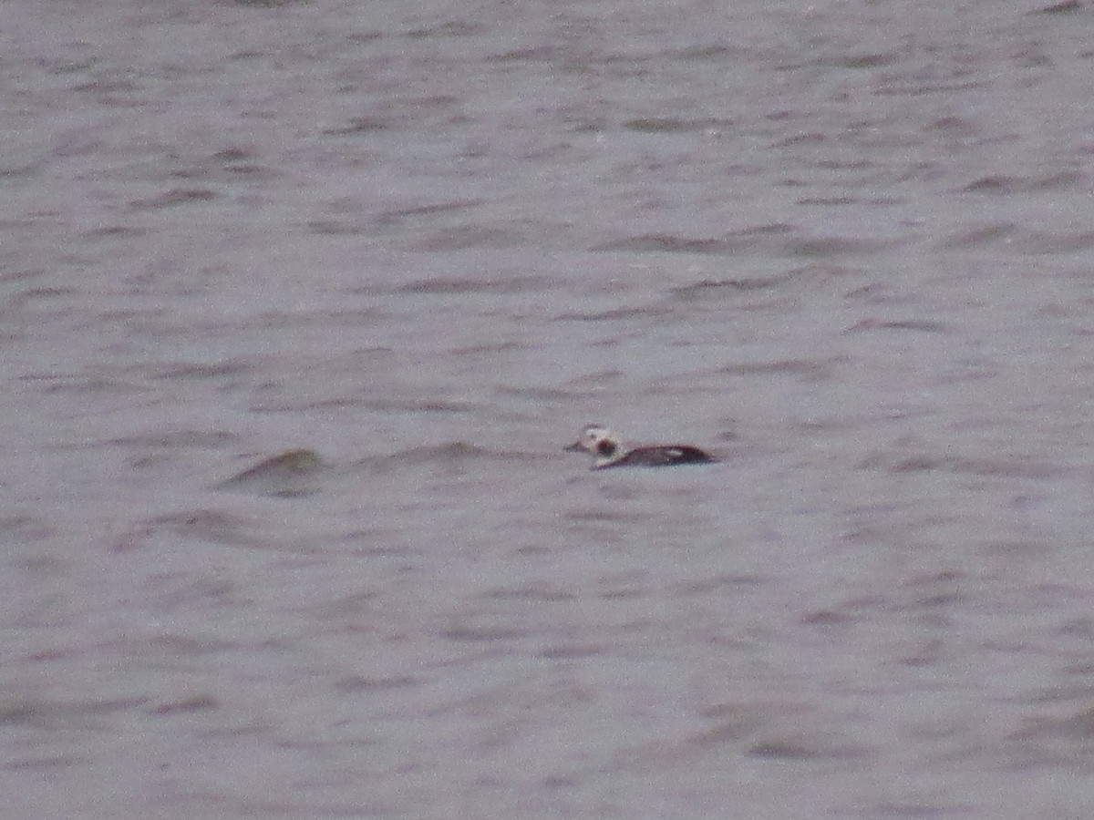Long-tailed Duck - ML123420851