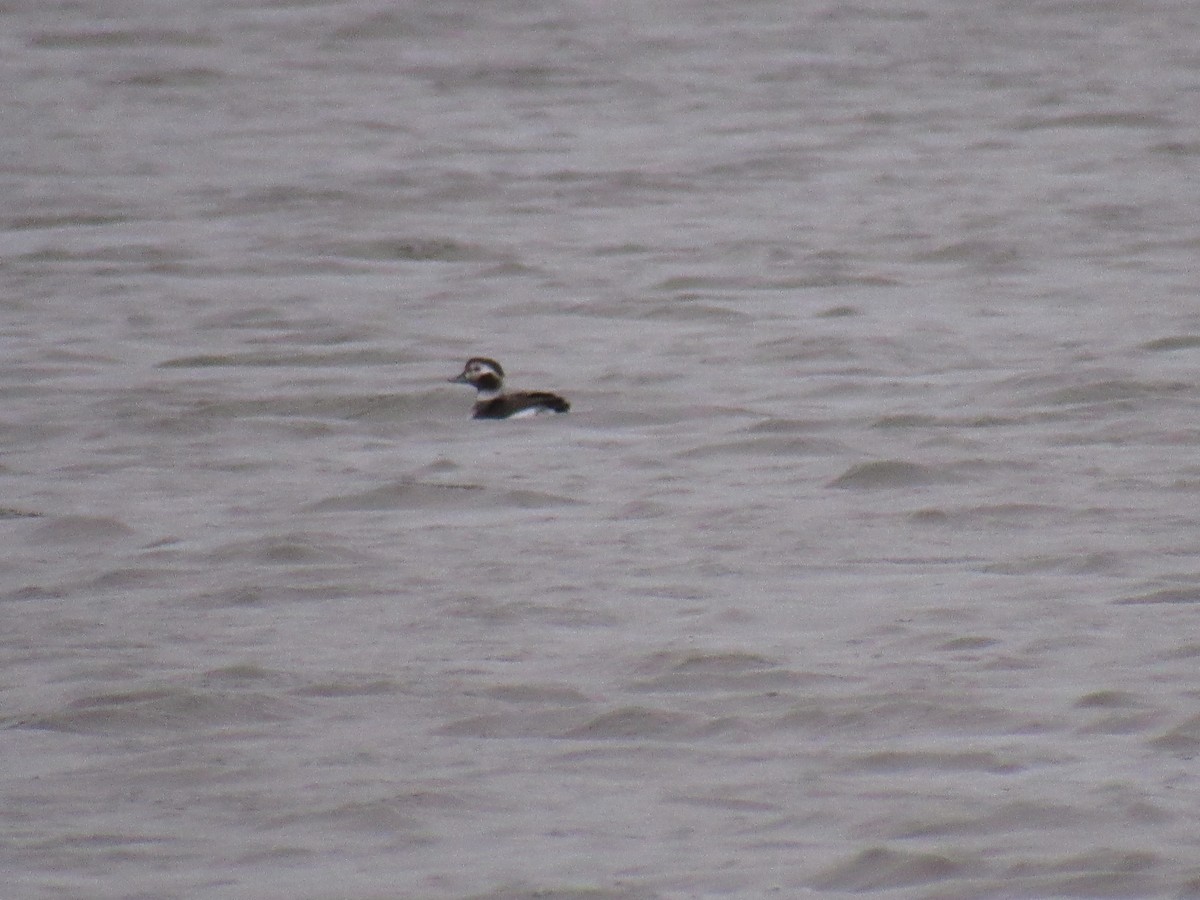Long-tailed Duck - ML123420861