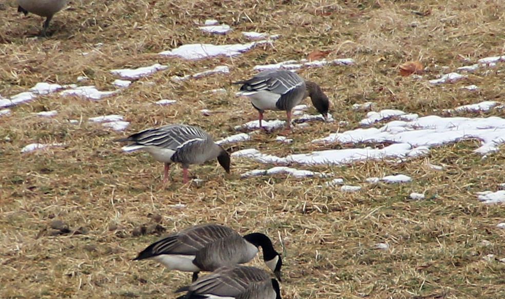 Pink-footed Goose - ML123421601