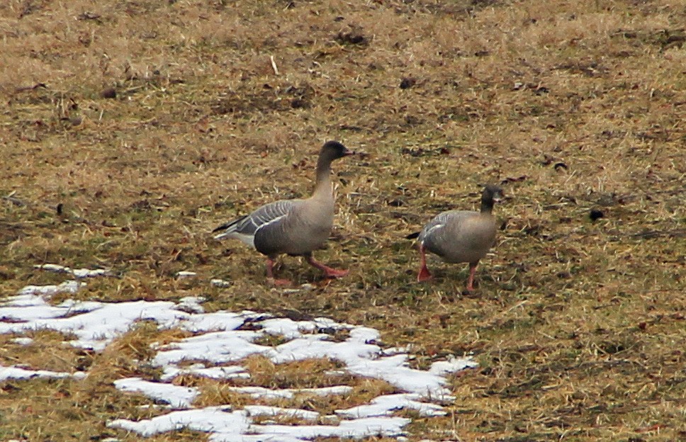 Pink-footed Goose - ML123421721