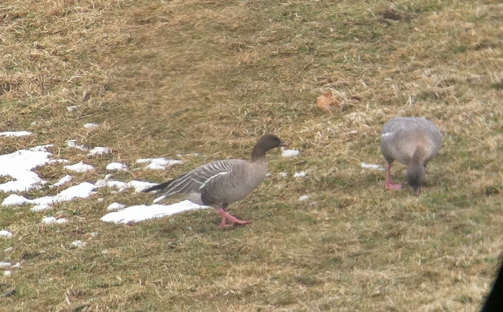 Pink-footed Goose - ML123421731