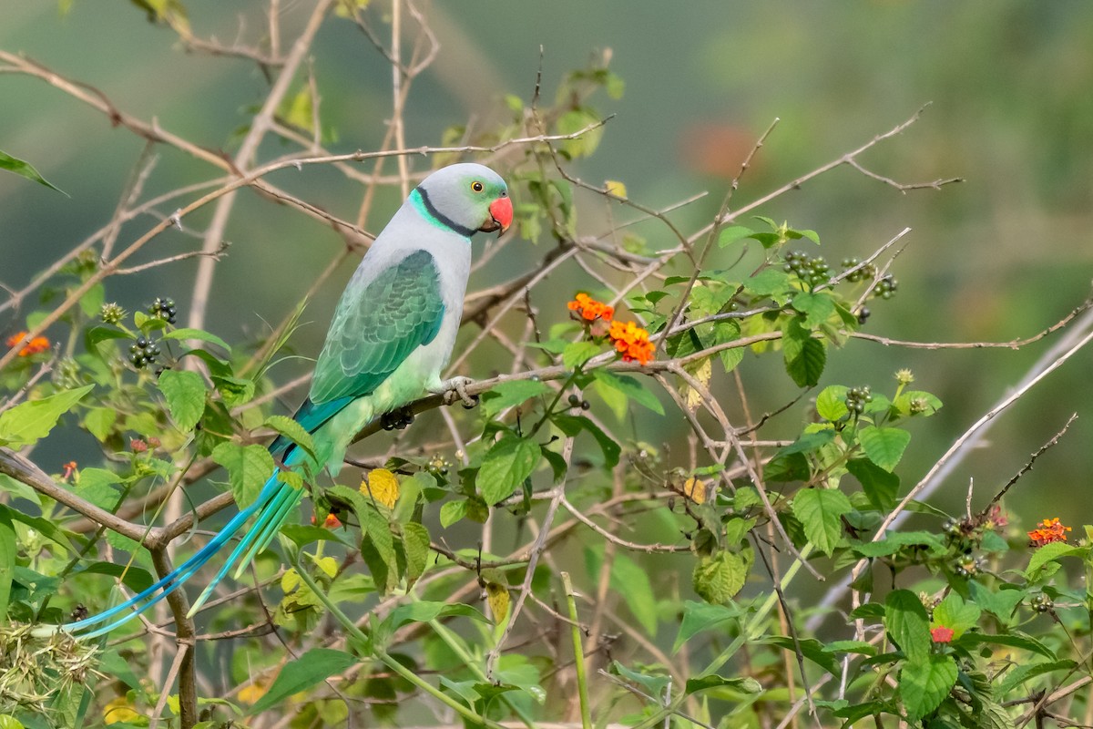 Malabar Parakeet - ML123422231