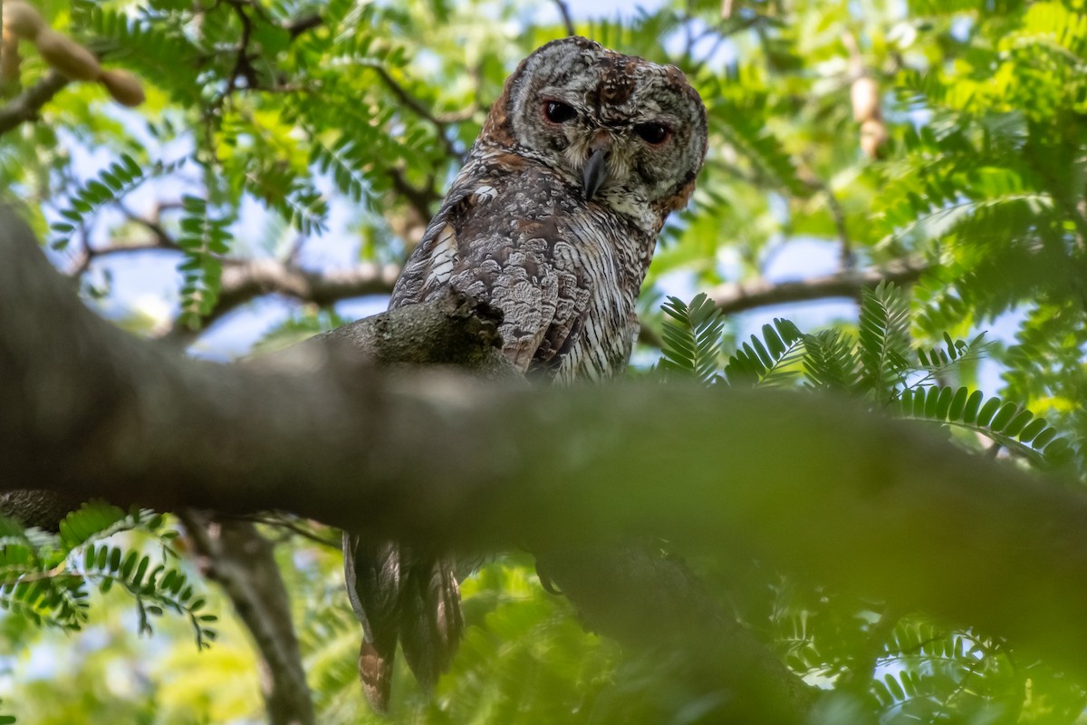 Mottled Wood-Owl - Balaji P B