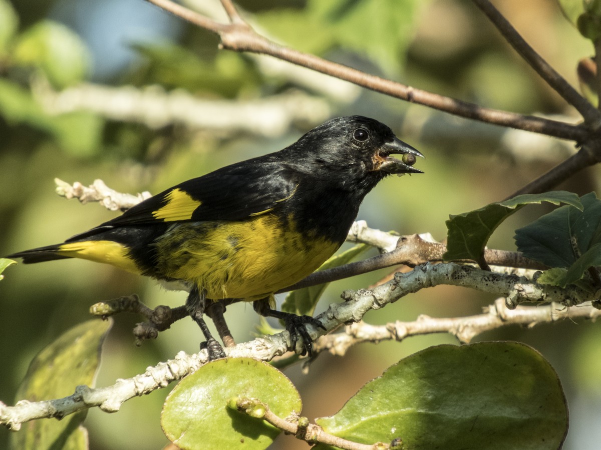 Yellow-bellied Siskin - ML123423231