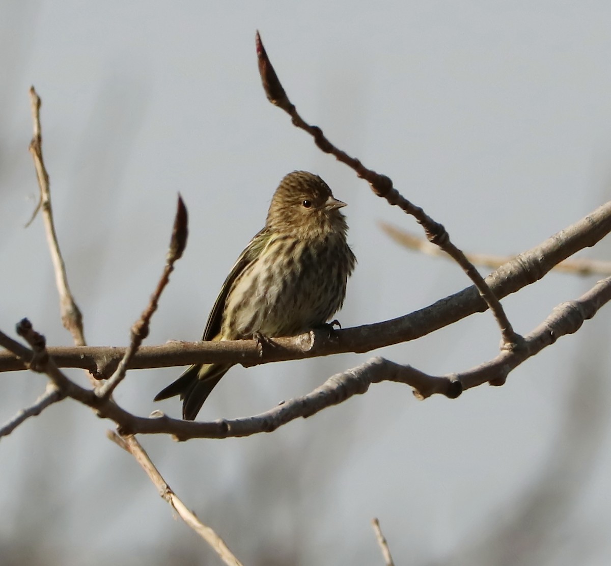 Pine Siskin - ML123423671