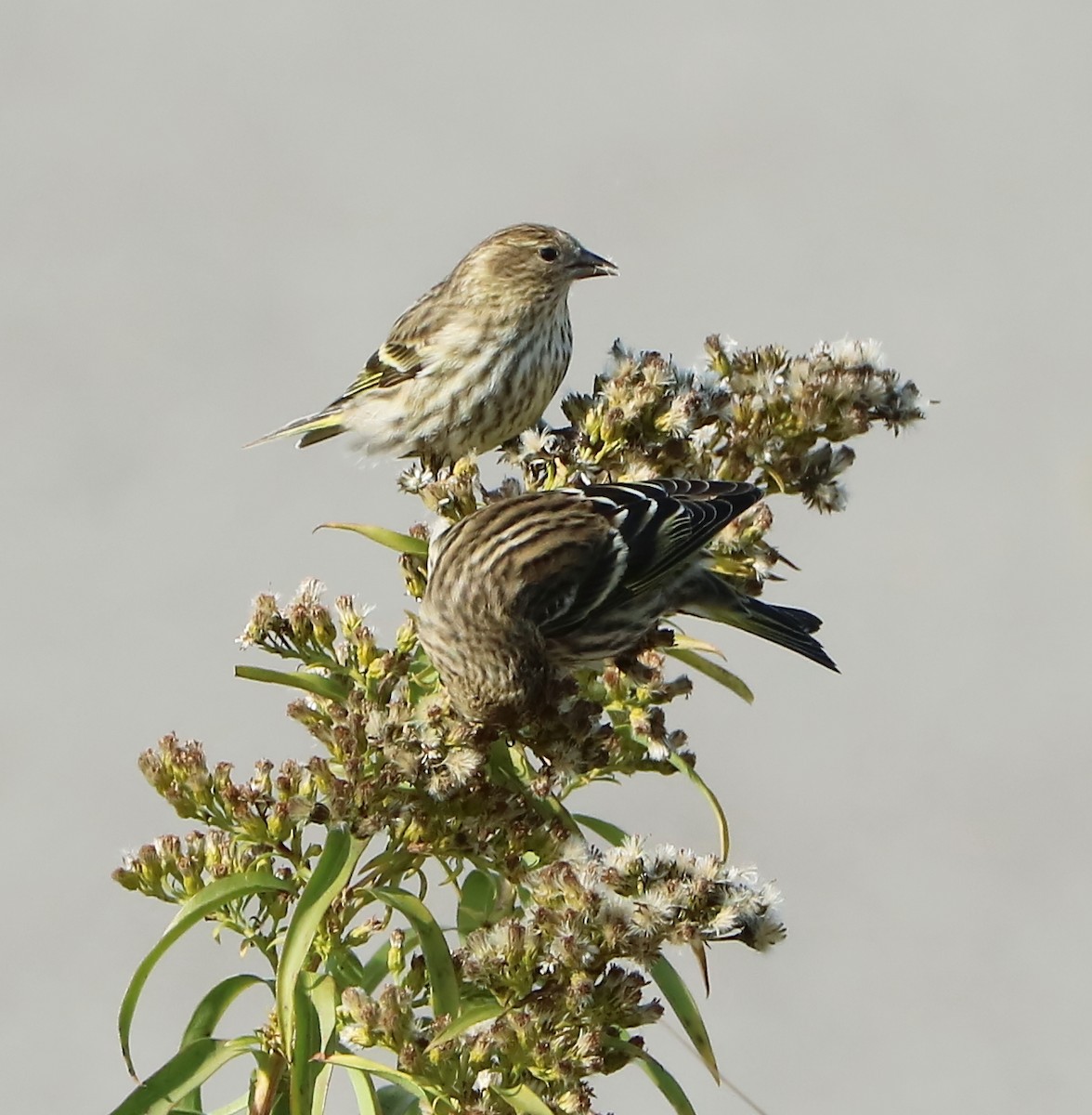 Pine Siskin - ML123423701