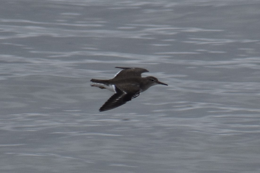 Spotted Sandpiper - ML123423881
