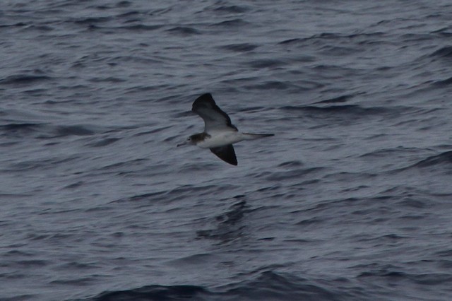 Streaked Shearwater - ML123424431