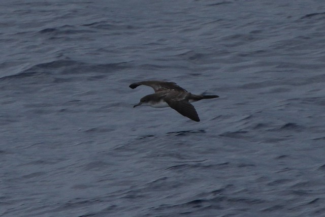 Wedge-tailed Shearwater - ML123424451