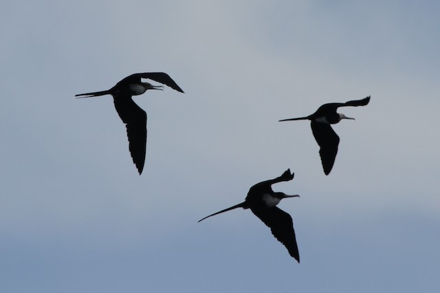 Lesser Frigatebird - ML123424571