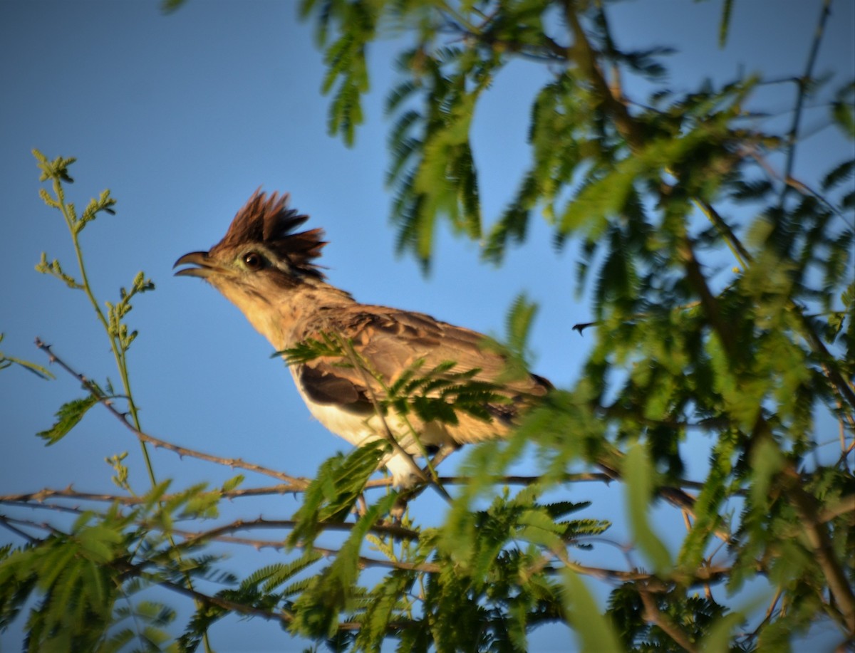 Striped Cuckoo - ML123424691