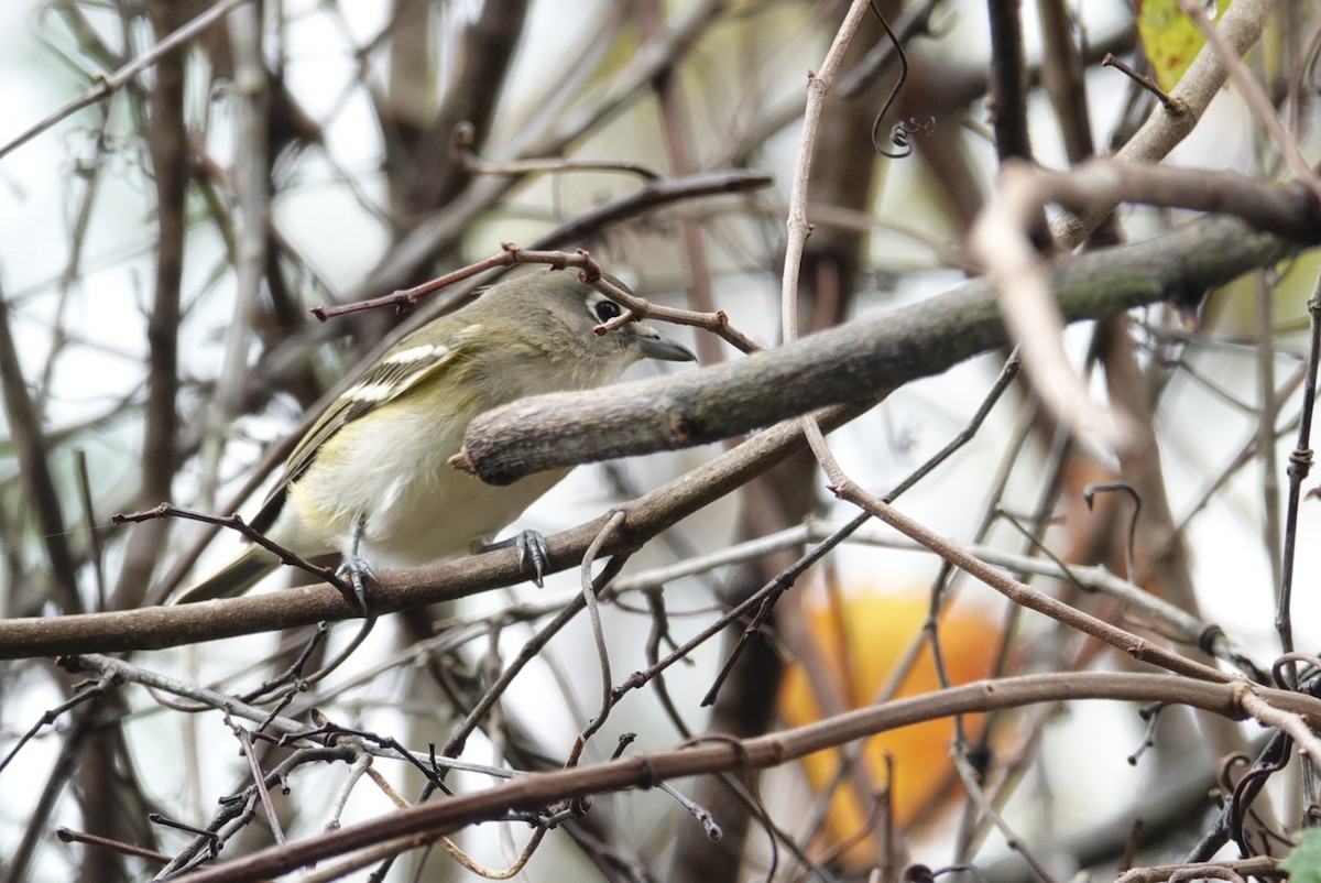 Graukopfvireo - ML123425031