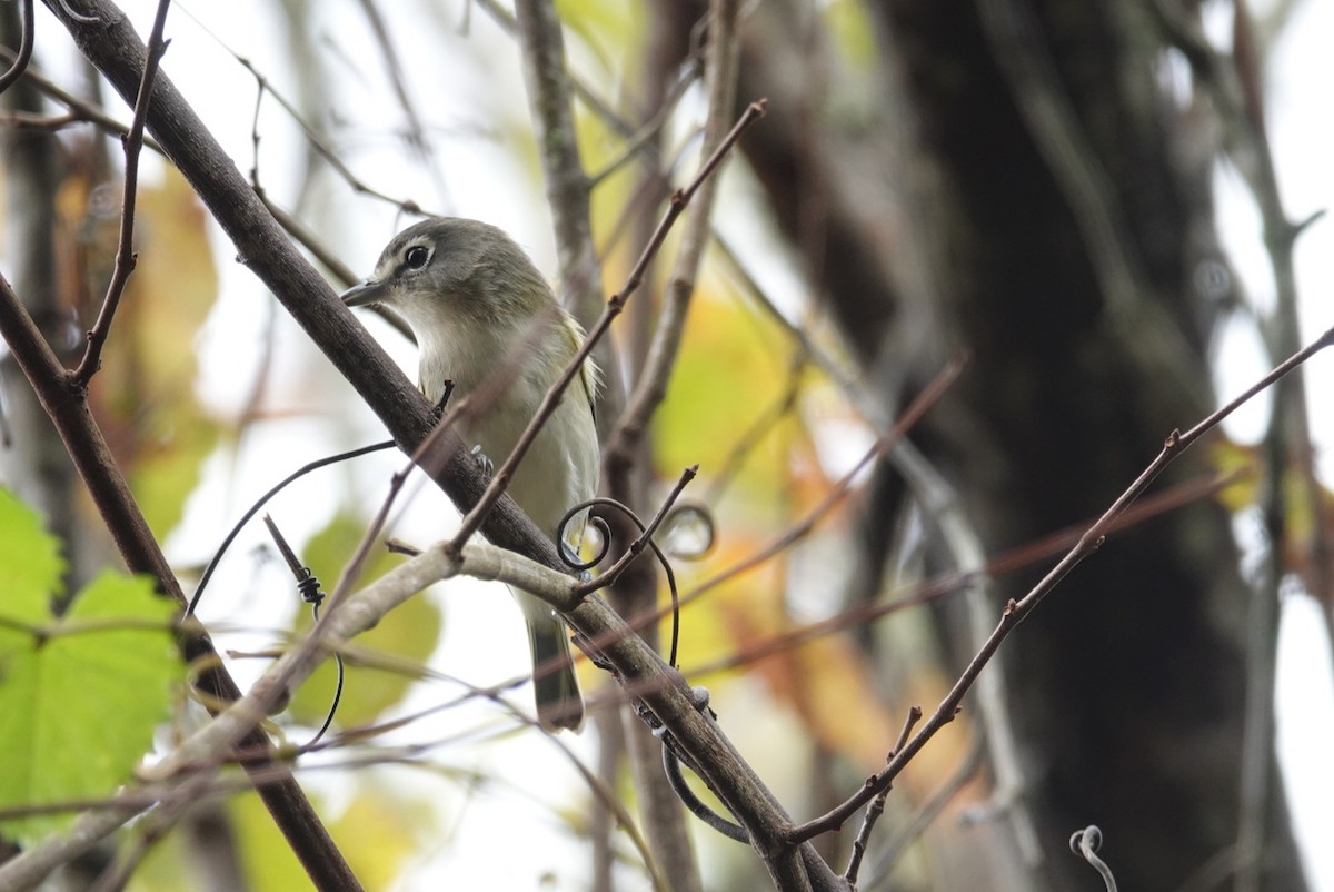 Blue-headed Vireo - deborah grimes