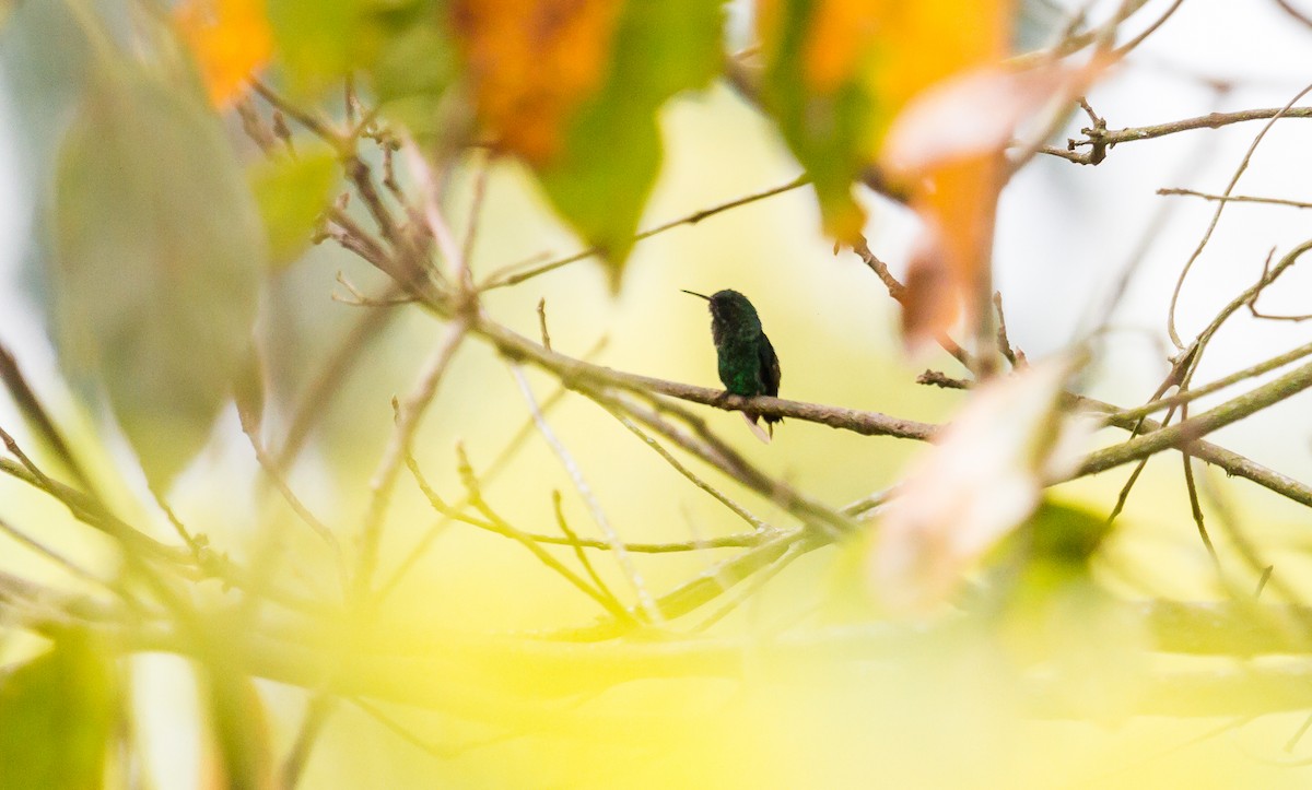 kolibřík blýskavý - ML123425881