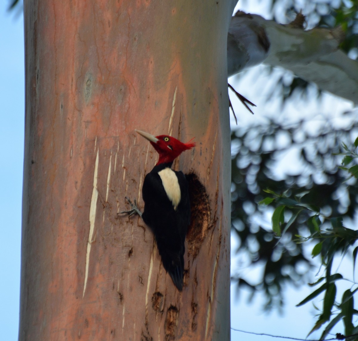 Cream-backed Woodpecker - ML123426281