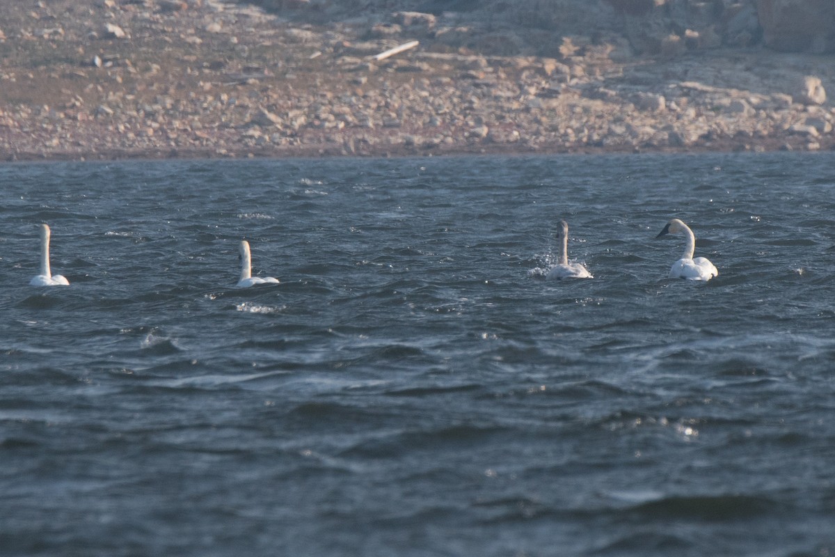 Tundra Swan - Mark Schulist