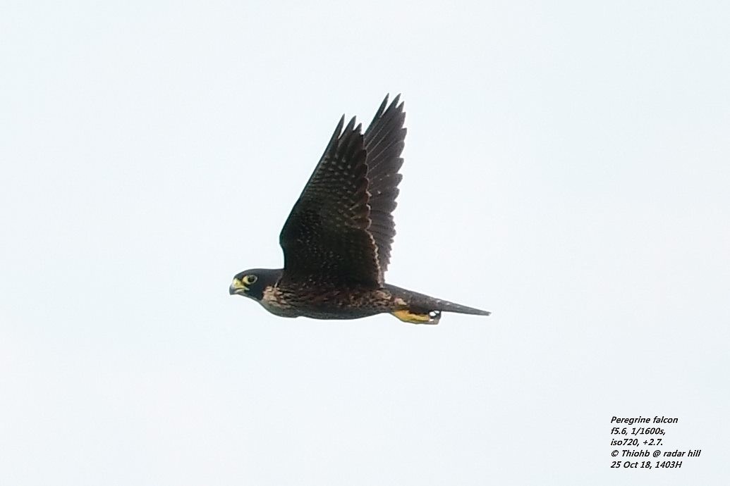 Peregrine Falcon - Anonymous