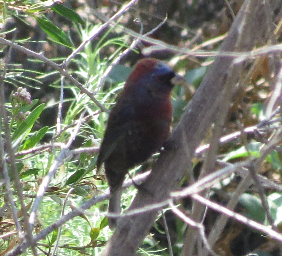 Varied Bunting - ML123430771