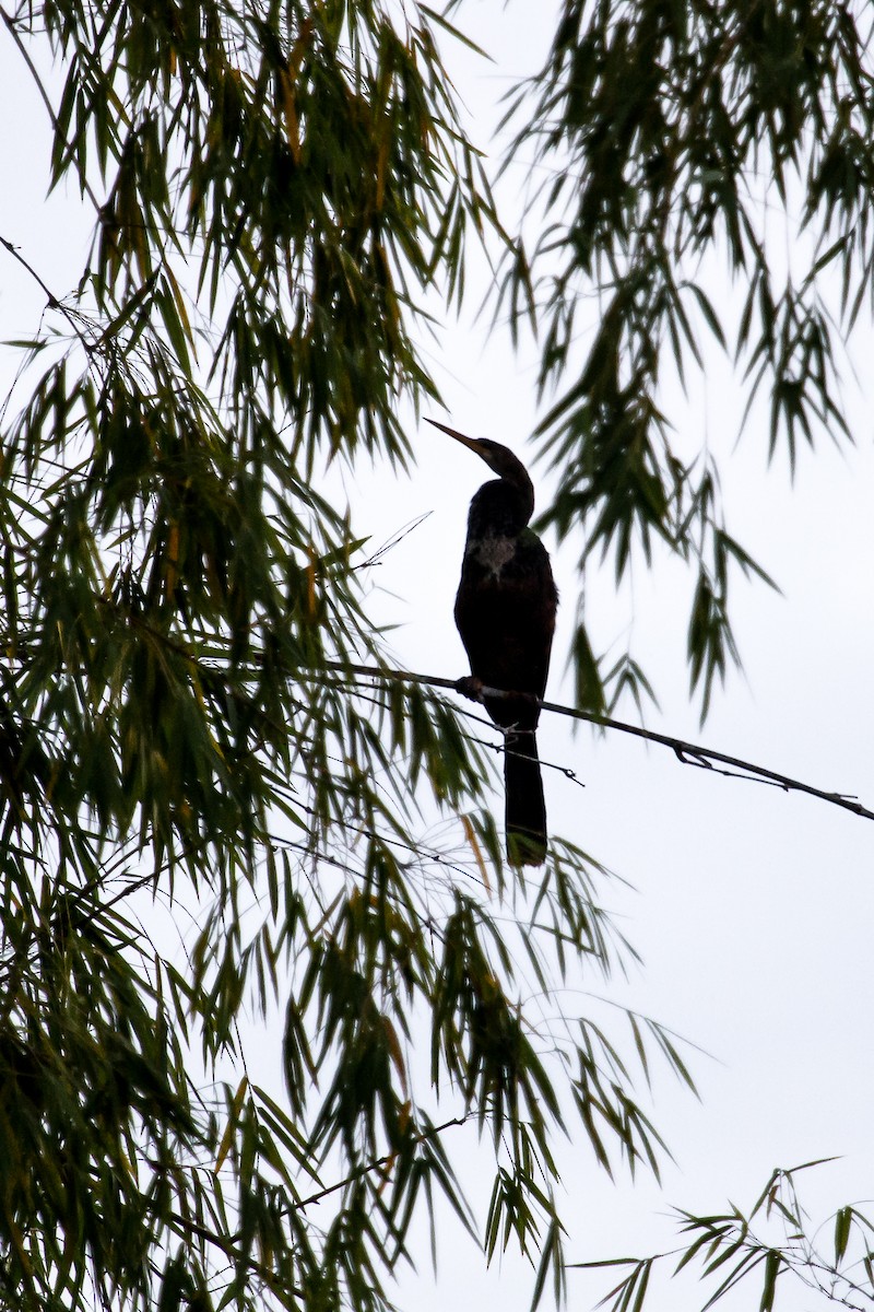 Amerika-Schlangenhalsvogel - ML123430811