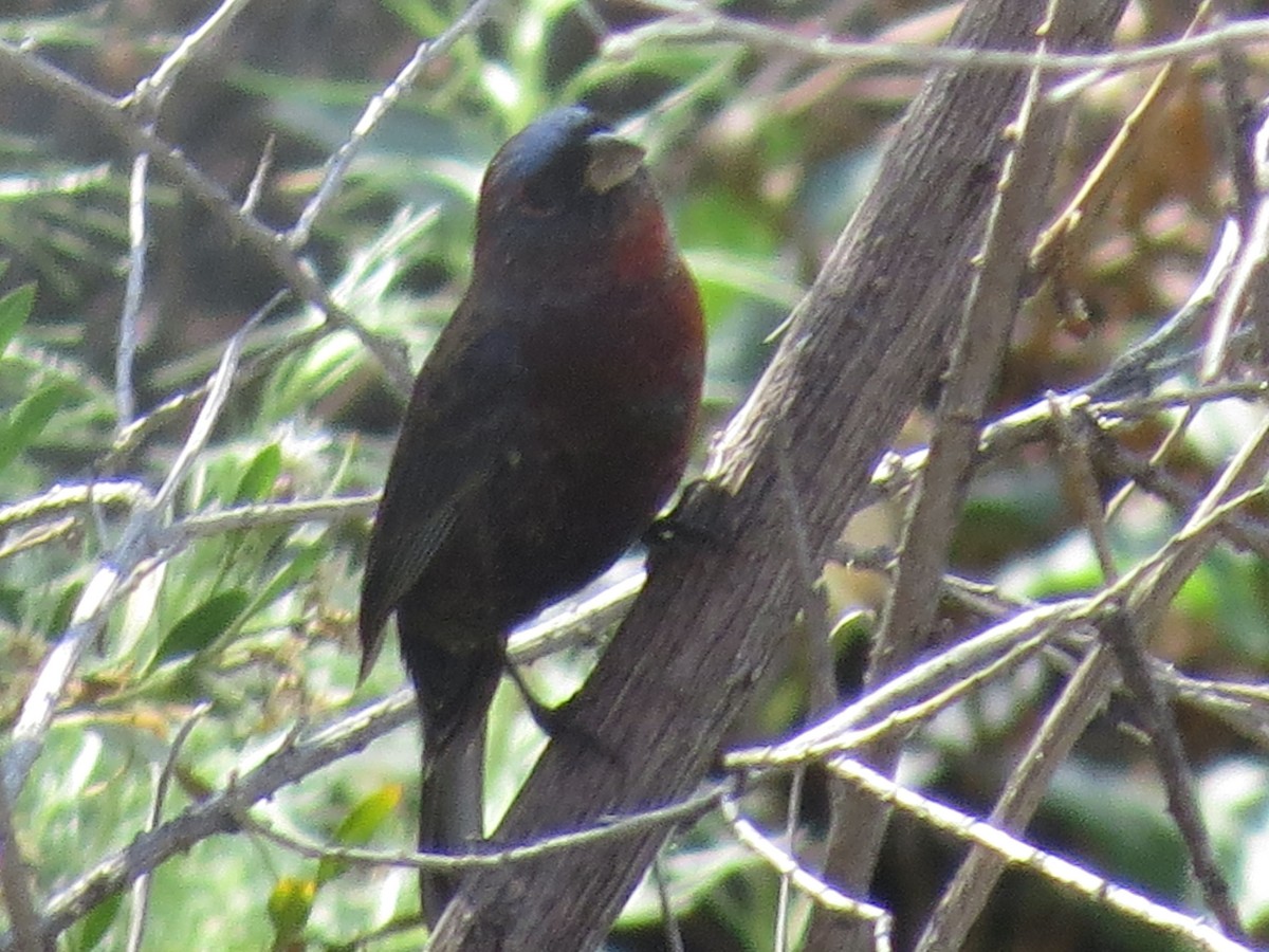 Varied Bunting - ML123430831