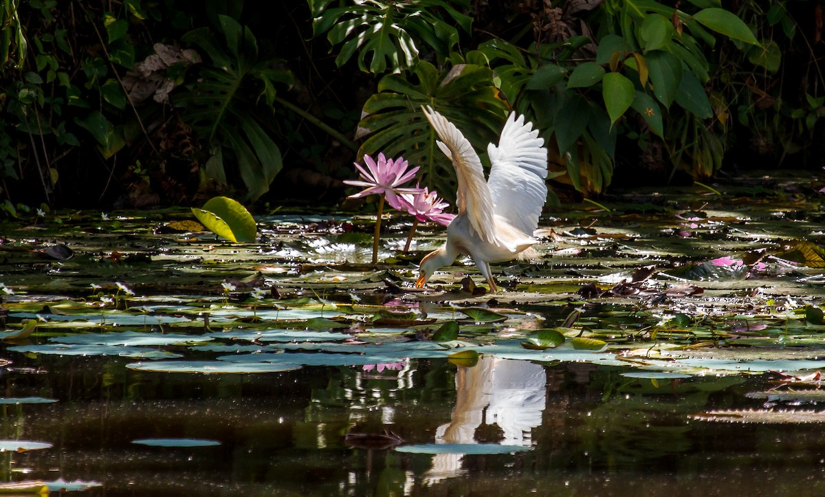 Western Cattle Egret - ML123434471