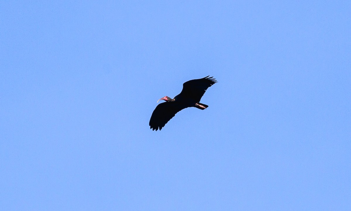 ibis tmavý - ML123435971