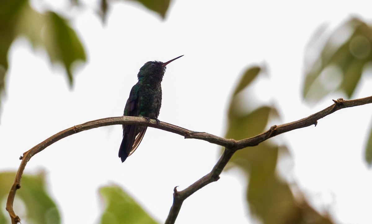 kolibřík blýskavý - ML123436411