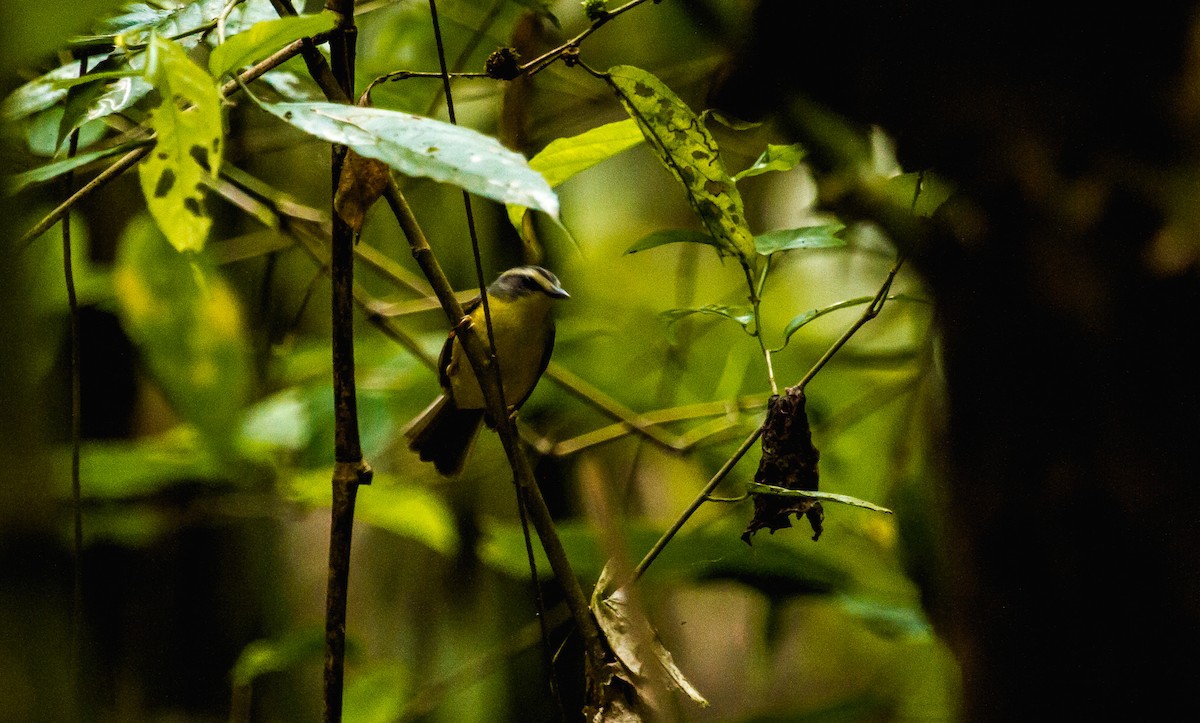 Golden-crowned Warbler - ML123436611