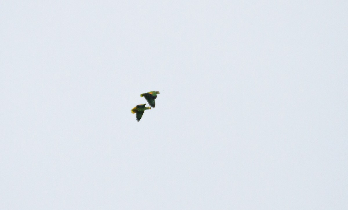 Orange-winged Parrot - David Monroy Rengifo