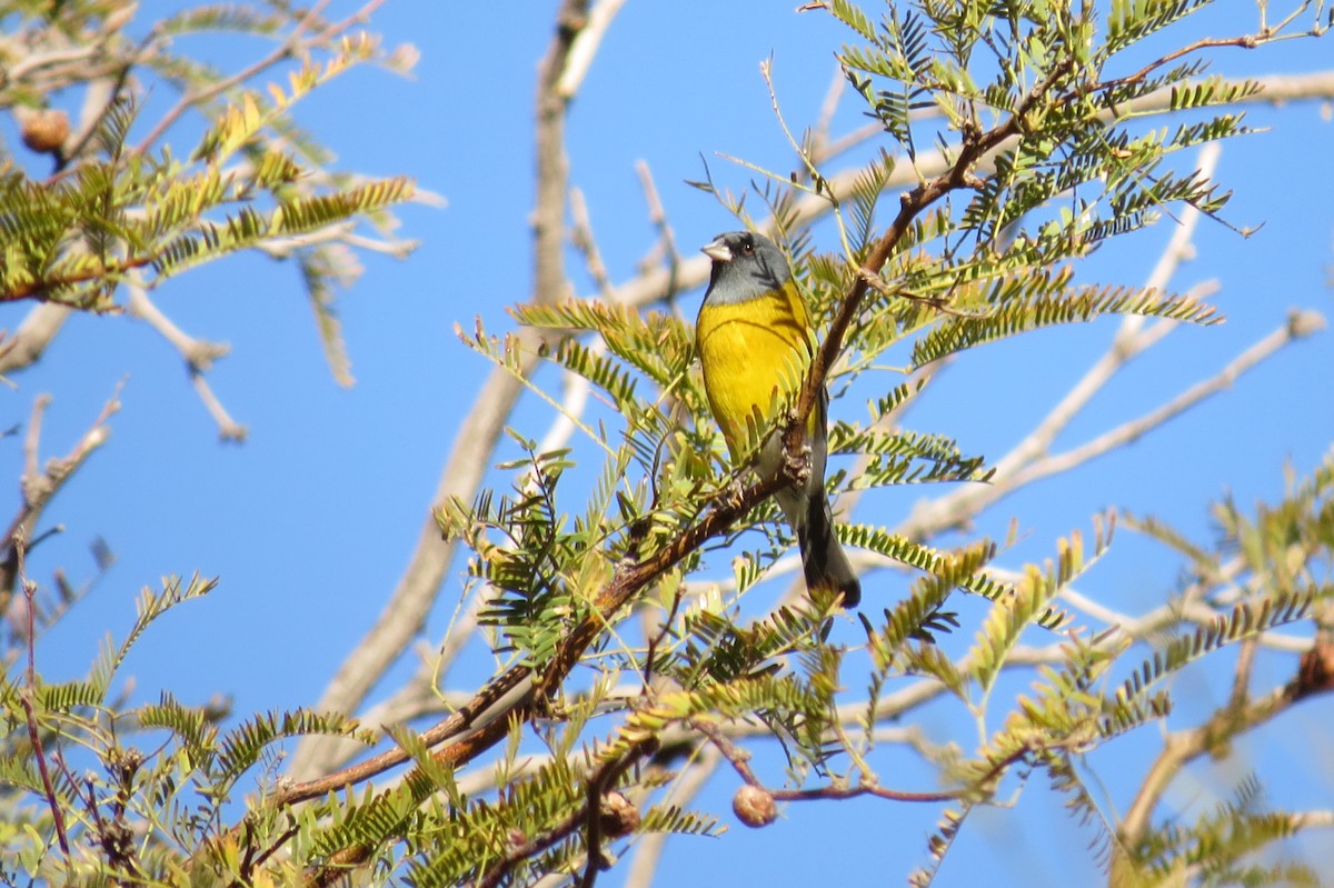 Gray-hooded Sierra Finch - ML123438751