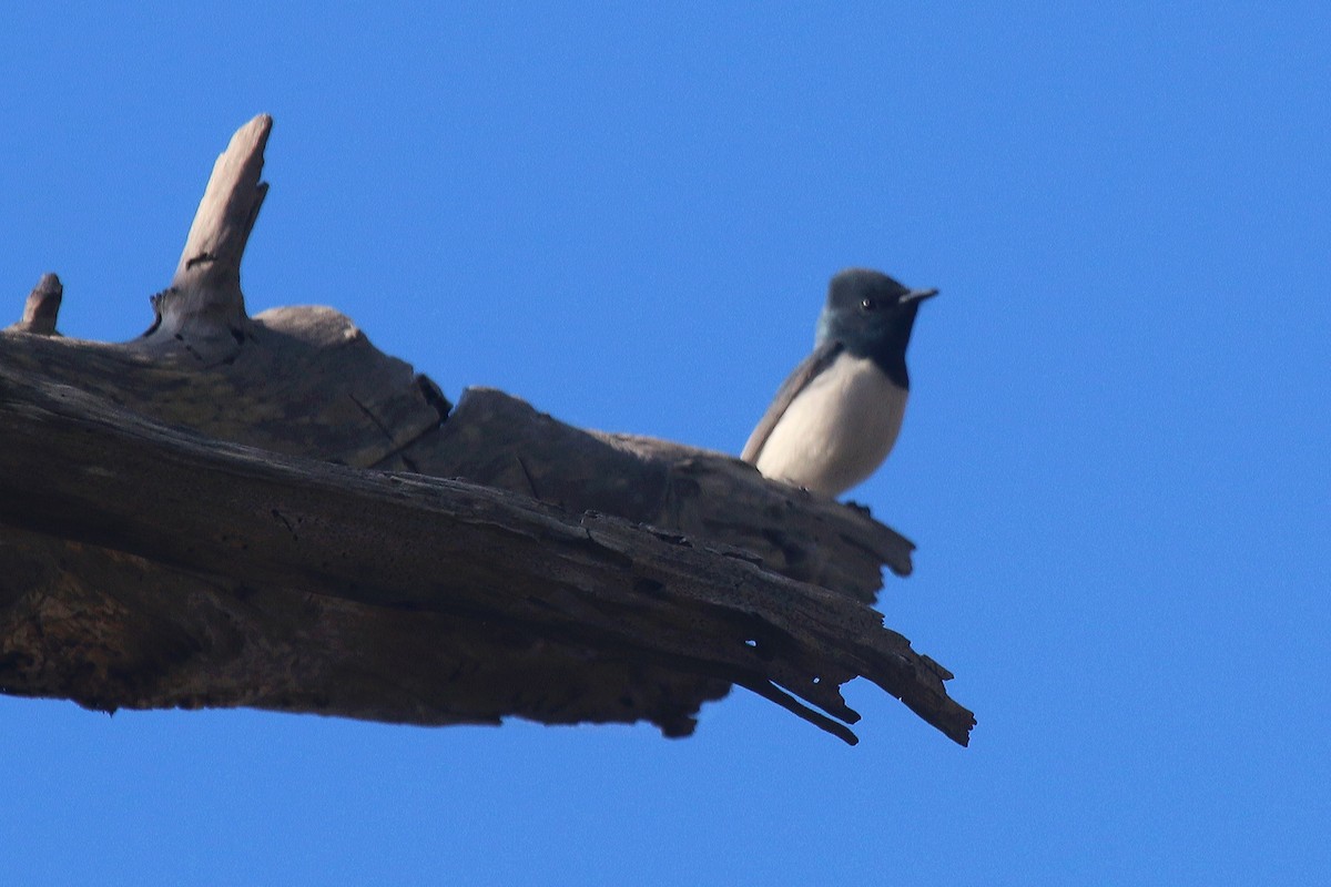 Leaden Flycatcher - ML123440921
