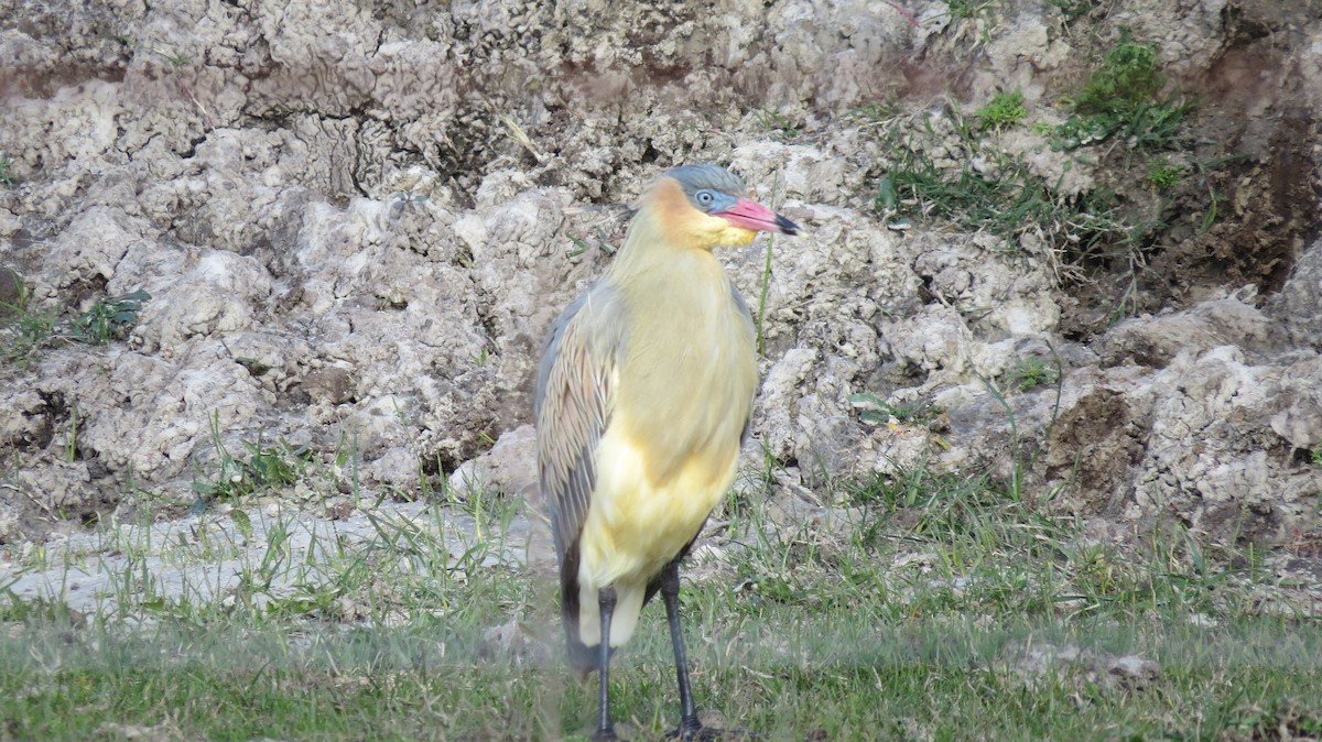 Whistling Heron - ML123441411