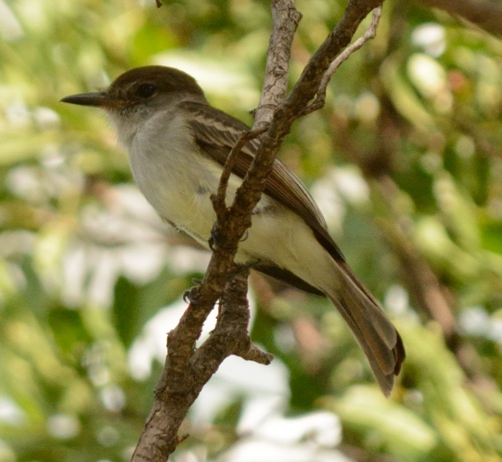 La Sagra's Flycatcher - ML123441441