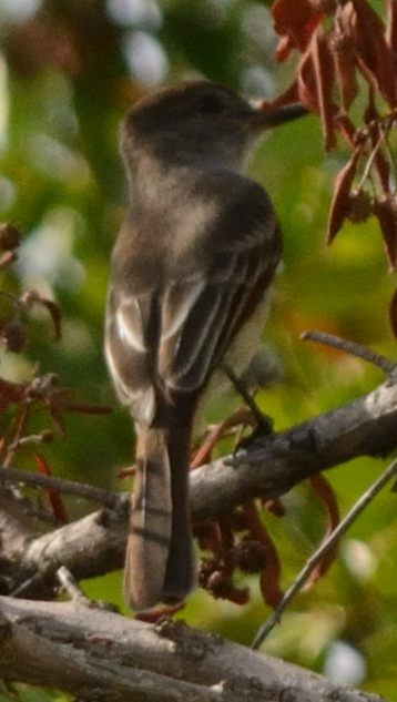 La Sagra's Flycatcher - ML123441481
