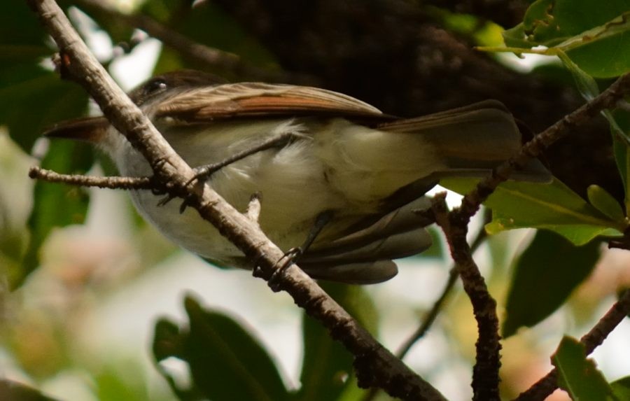 La Sagra's Flycatcher - ML123441521