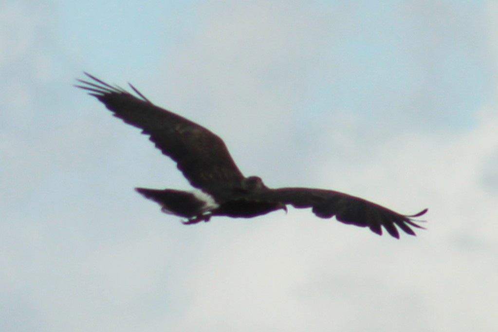 Snail Kite - ML123441881