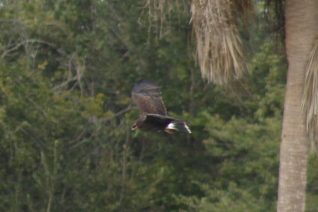 Snail Kite - ML123441921