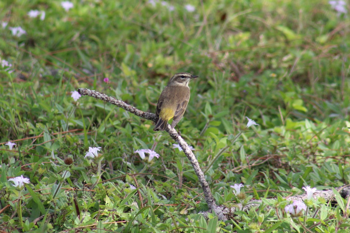 Palm Warbler - ML123442051