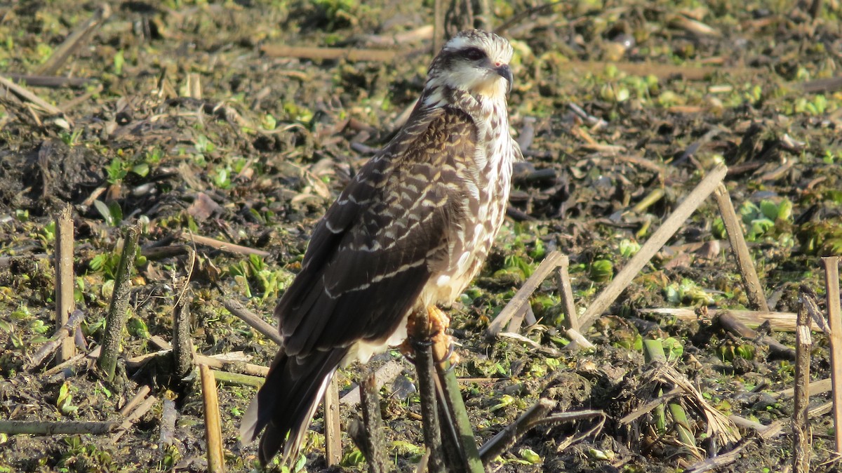 Snail Kite - ML123442571