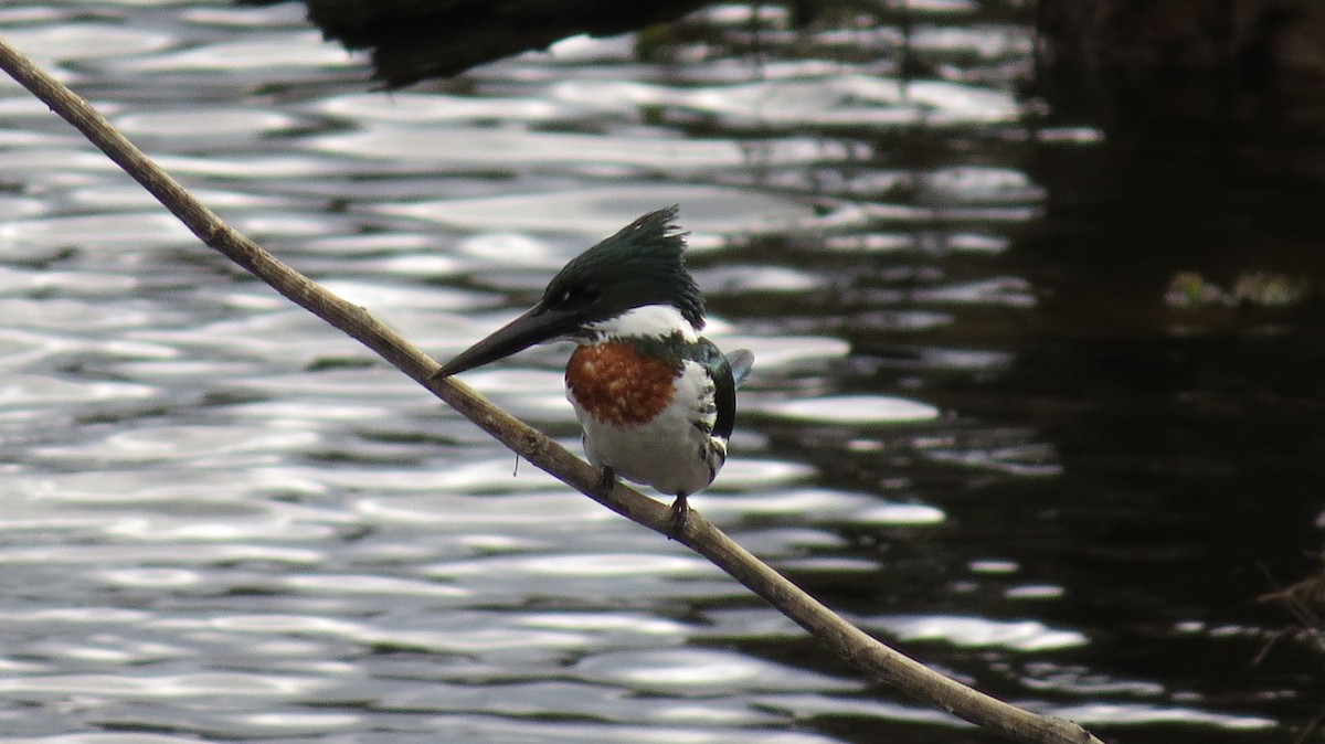 Amazon Kingfisher - ML123442831