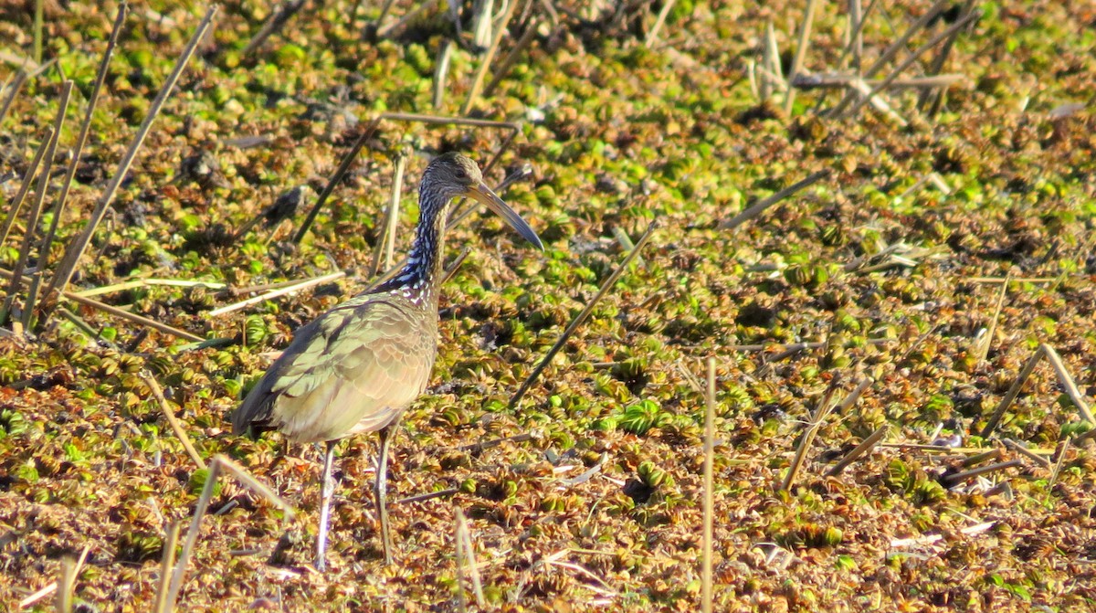 Limpkin - ML123442961