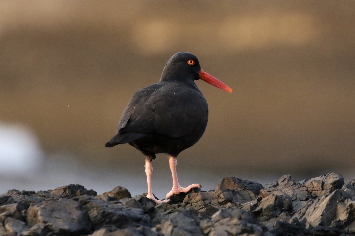 Black Oystercatcher - ML123444431