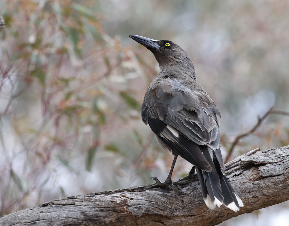 Gray Currawong - David Ongley