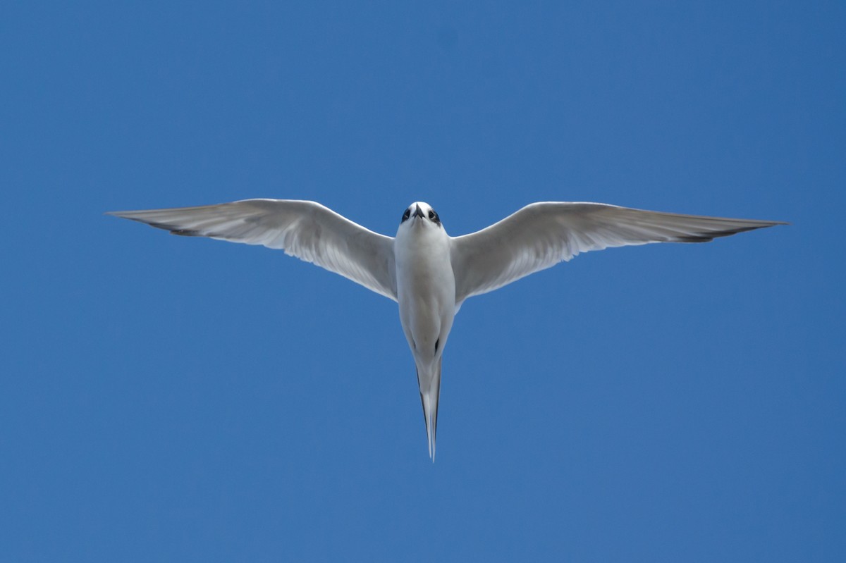 South American Tern - Pablo Gutiérrez Maier