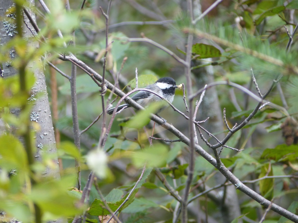 Black-capped Chickadee - ML123451231