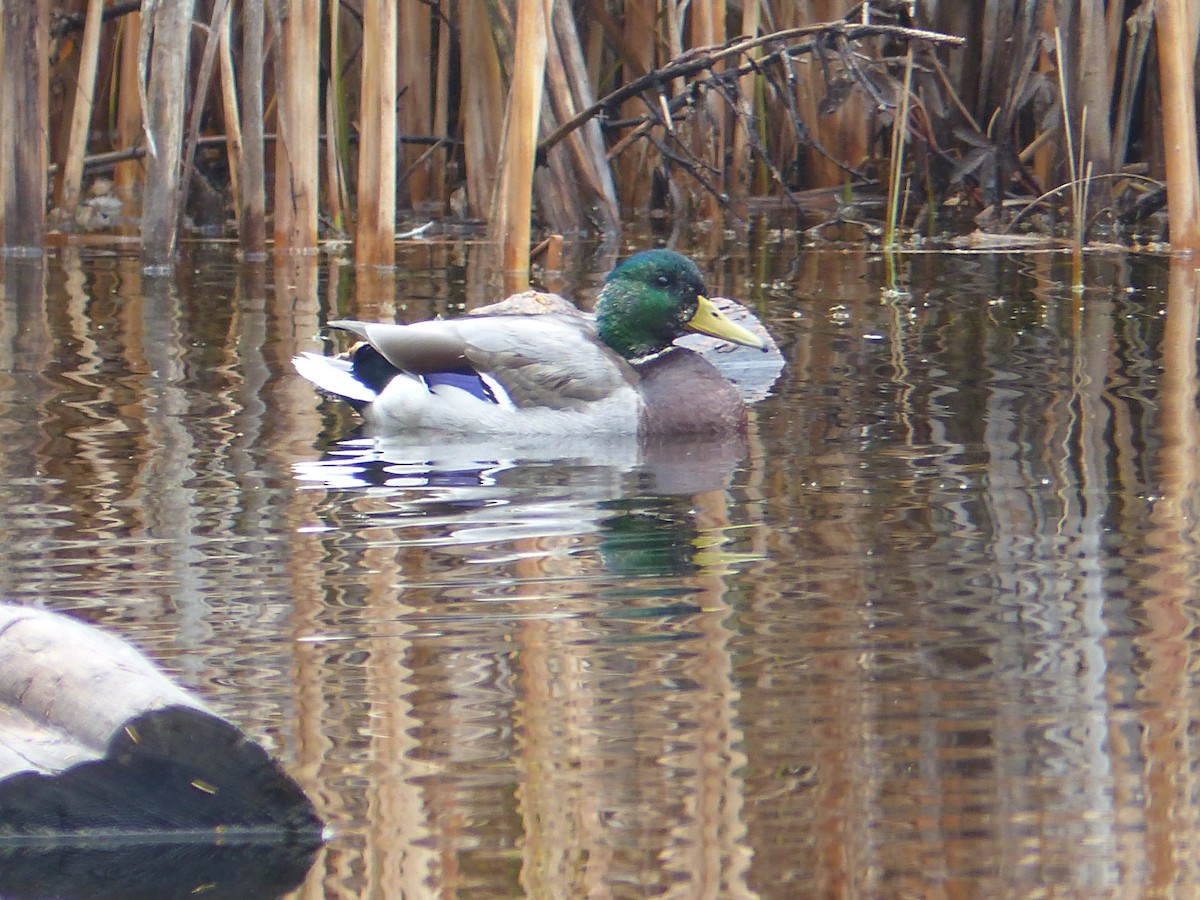 Mallard - ML123452621
